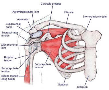 Shoulder Impingement The Physio Company